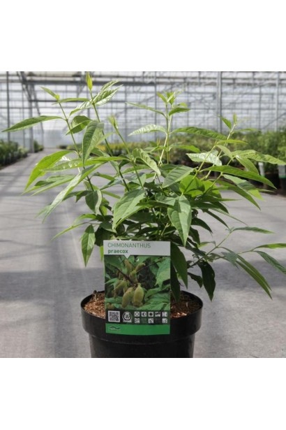 Японський запашний Перець